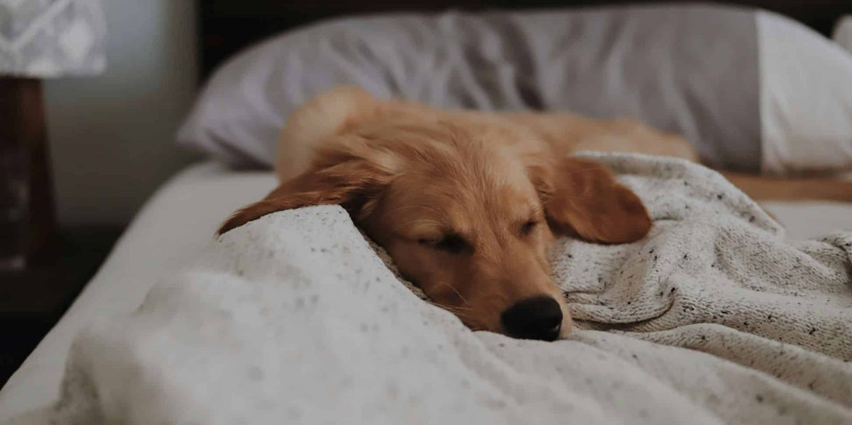 The Dreamy Duo of Sleep Supplements (That Actually Work)